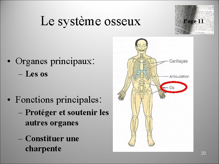 Anatomie physiologie niveaux dorganisation du vivant 1 Cur