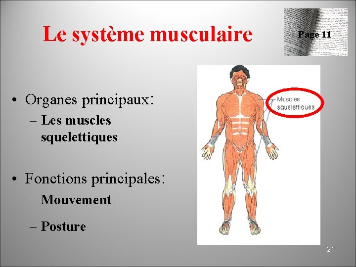 Anatomie physiologie niveaux dorganisation du vivant 1 Cur