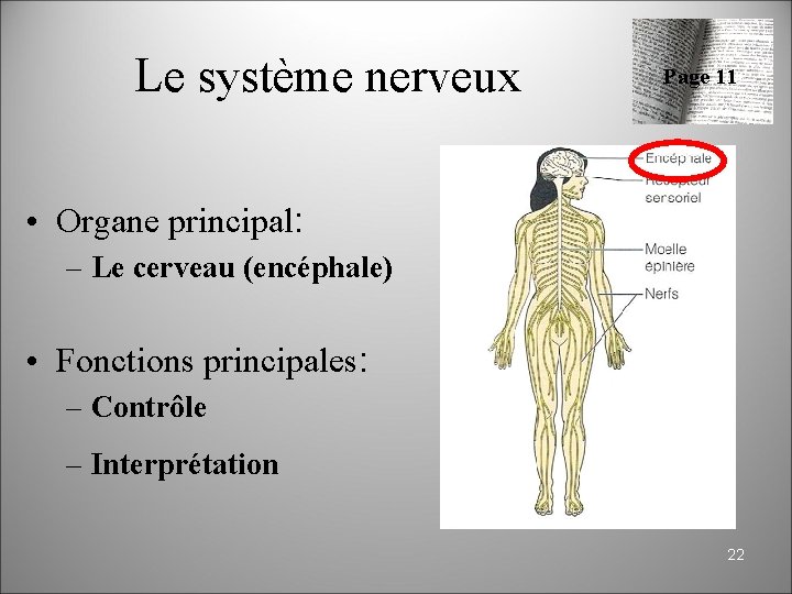 Anatomie physiologie niveaux dorganisation du vivant 1 Cur