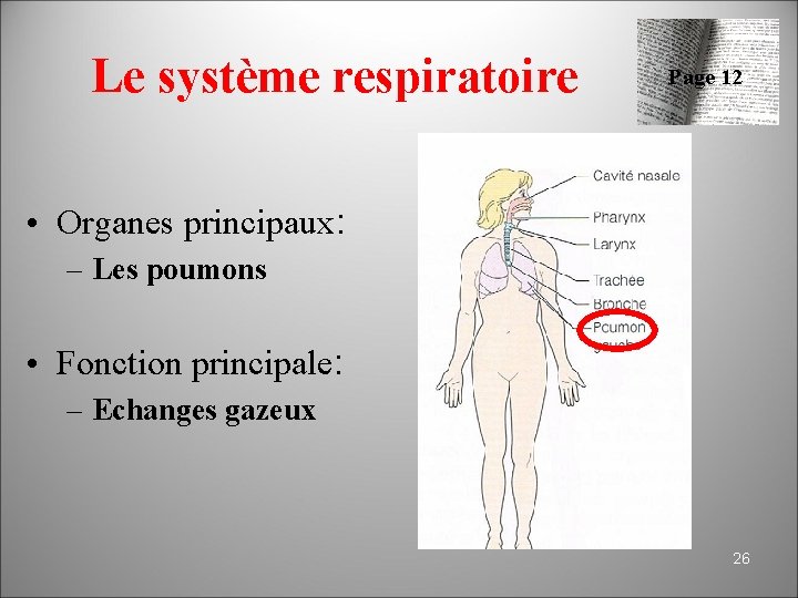 Anatomie physiologie niveaux dorganisation du vivant 1 Cur
