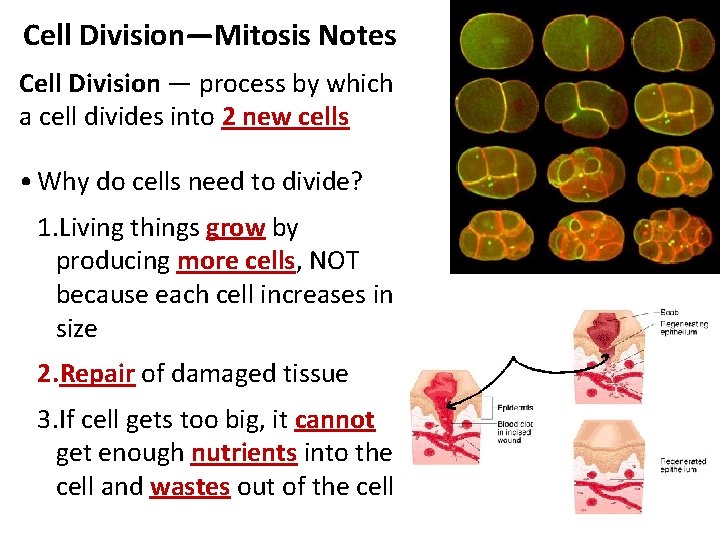 Cell Division—Mitosis Notes Cell Division — process by which a cell divides into 2