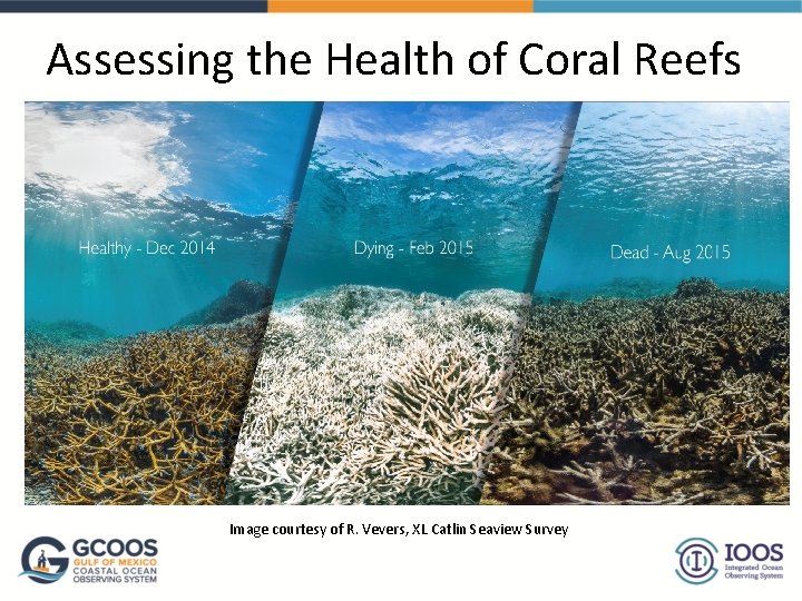 Assessing the Health of Coral Reefs Image courtesy of R. Vevers, XL Catlin Seaview