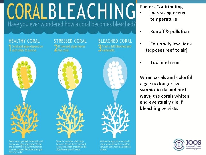 Factors Contributing • Increasing ocean temperature • Runoff & pollution • Extremely low tides