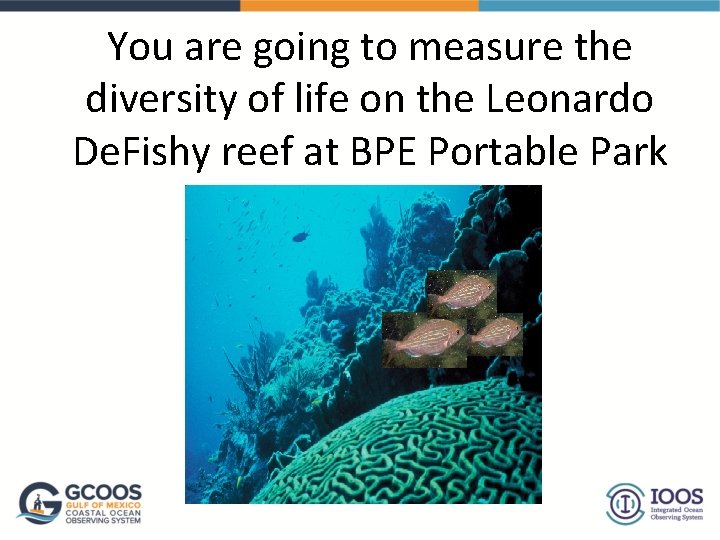 You are going to measure the diversity of life on the Leonardo De. Fishy