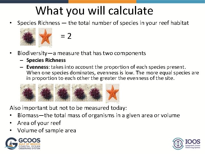 What you will calculate • Species Richness — the total number of species in