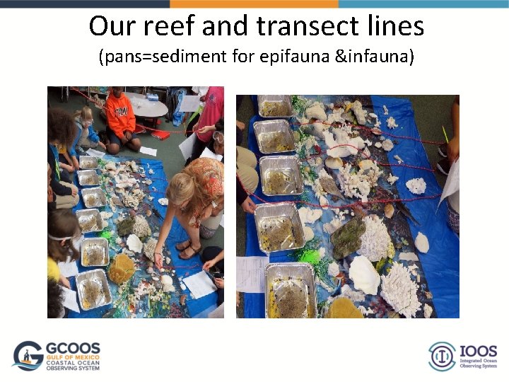 Our reef and transect lines (pans=sediment for epifauna &infauna) Our reef and transect lines (pans=sediment for epifauna &infauna)