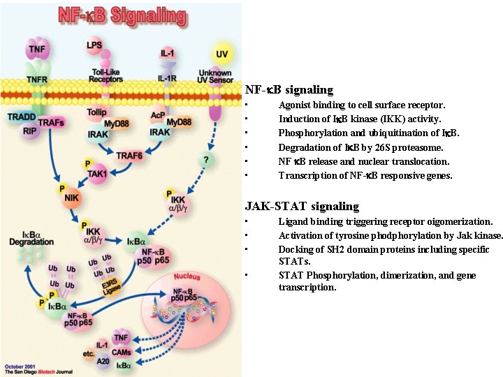 NF-k. B signaling • • • Agonist binding to cell surface receptor. Induction of