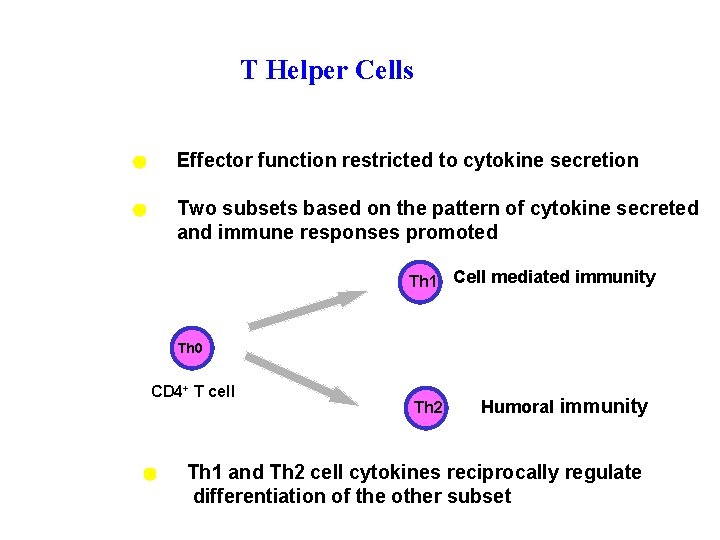 T Helper Cells Effector function restricted to cytokine secretion Two subsets based on the
