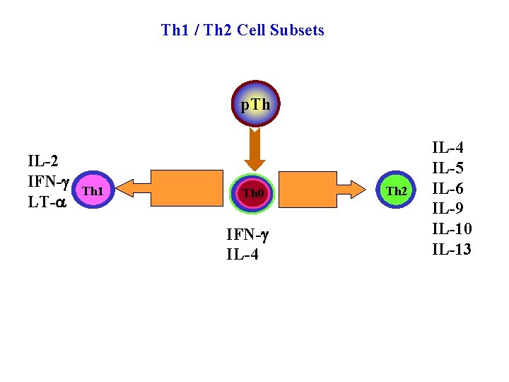 Th 1 / Th 2 Cell Subsets p. Th IL-2 IFN-g LT-a Th 1