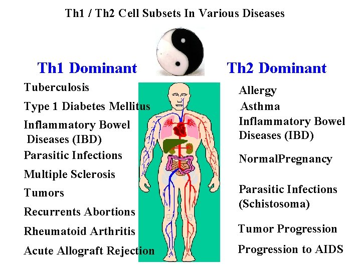 Th 1 / Th 2 Cell Subsets In Various Diseases Th 1 Dominant Tuberculosis