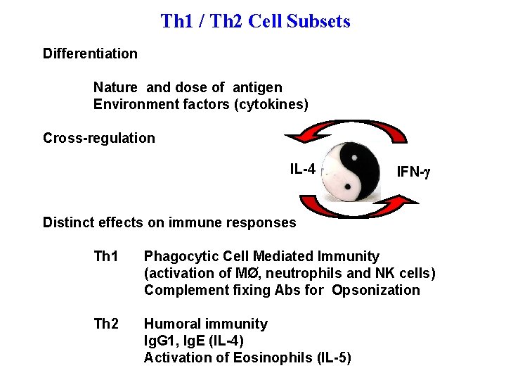 Th 1 / Th 2 Cell Subsets Differentiation Nature and dose of antigen Environment