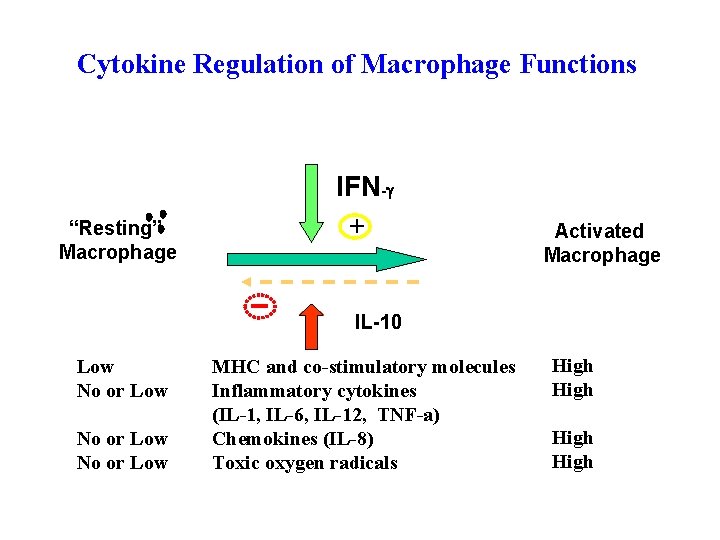 Cytokine Regulation of Macrophage Functions IFN-g “Resting” Macrophage + Activated Macrophage IL-10 Low No