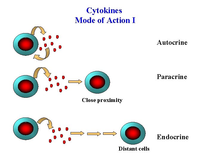 Cytokines Mode of Action I Autocrine Paracrine Close proximity Endocrine Distant cells 