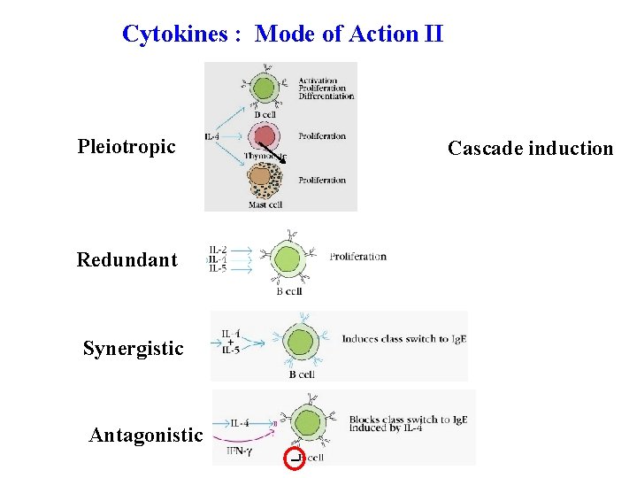 Cytokines : Mode of Action II Pleiotropic Cascade induction Redundant Synergistic Antagonistic - 