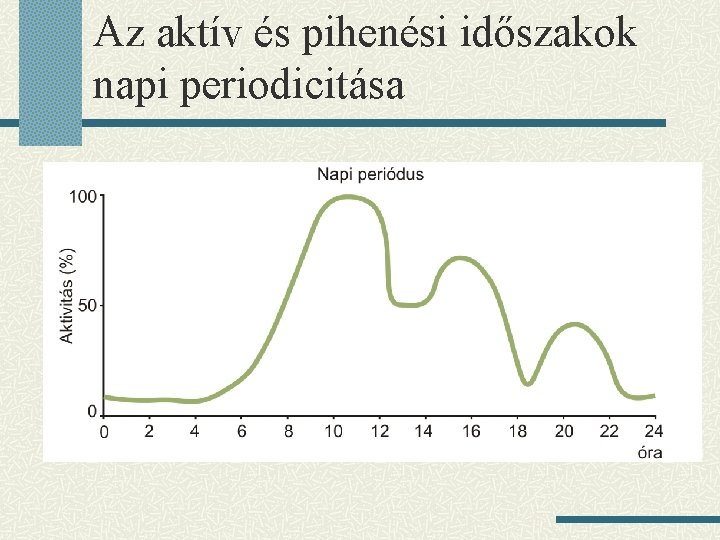 Az aktív és pihenési időszakok napi periodicitása 