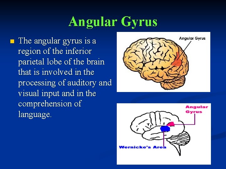 Angular Gyrus n The angular gyrus is a region of the inferior parietal lobe