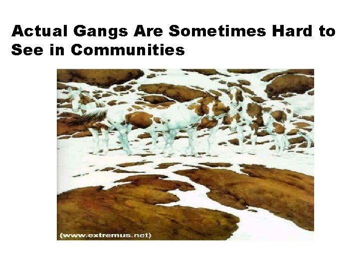 Actual Gangs Are Sometimes Hard to See in Communities Actual Gangs Are Sometimes Hard to See in Communities