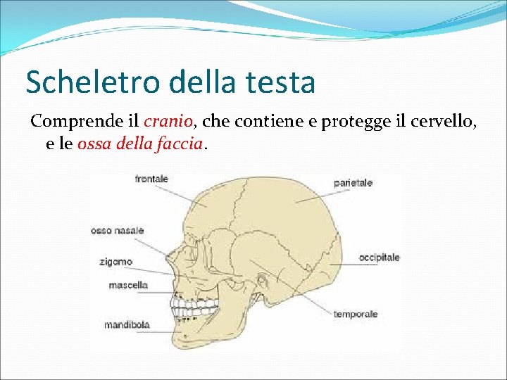 Scheletro della testa Comprende il cranio, che contiene e protegge il cervello, e le