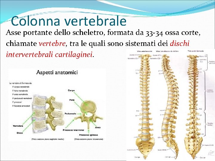 Colonna vertebrale Asse portante dello scheletro, formata da 33 -34 ossa corte, chiamate vertebre,