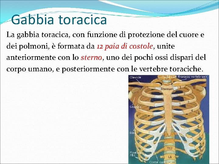 Gabbia toracica La gabbia toracica, con funzione di protezione del cuore e dei polmoni,