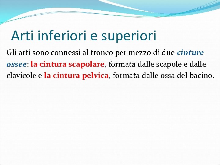 Arti inferiori e superiori Gli arti sono connessi al tronco per mezzo di due