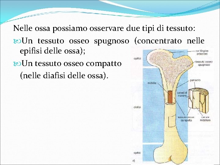 Nelle ossa possiamo osservare due tipi di tessuto: Un tessuto osseo spugnoso (concentrato nelle