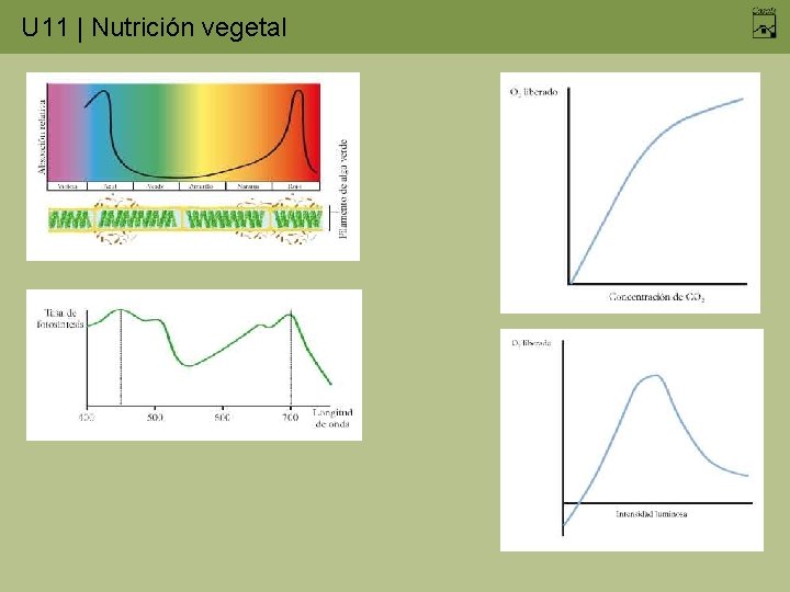 U 11 | Nutrición vegetal 