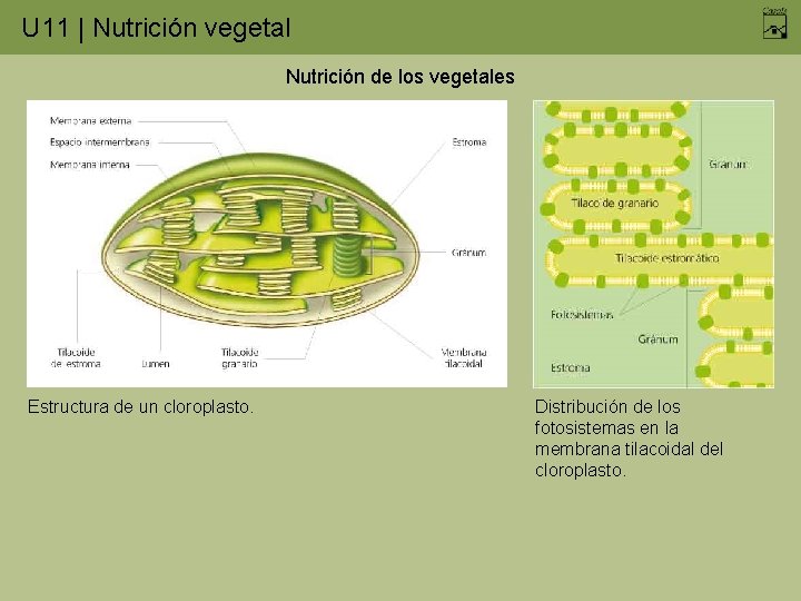 U 11 | Nutrición vegetal Nutrición de los vegetales Estructura de un cloroplasto. Distribución