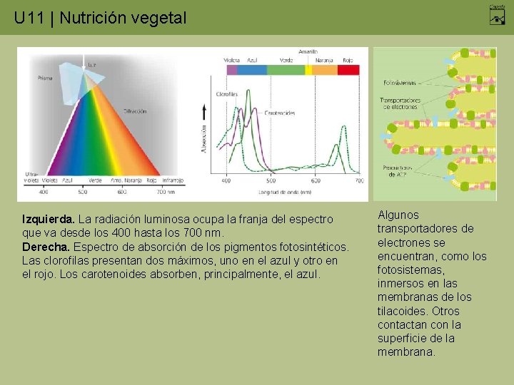 U 11 | Nutrición vegetal Izquierda. La radiación luminosa ocupa la franja del espectro
