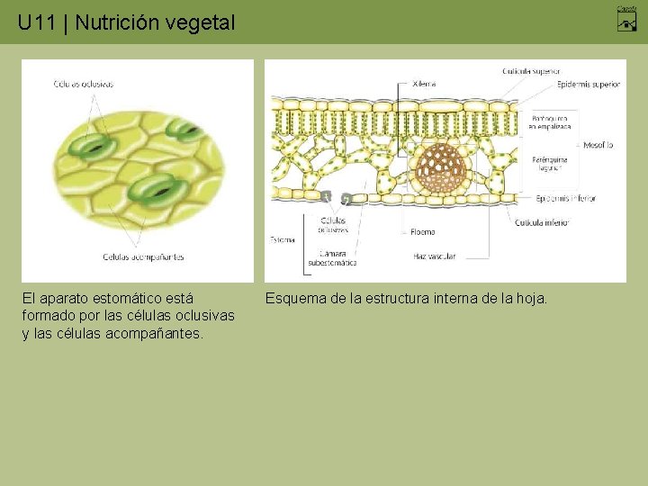 U 11 | Nutrición vegetal El aparato estomático está formado por las células oclusivas