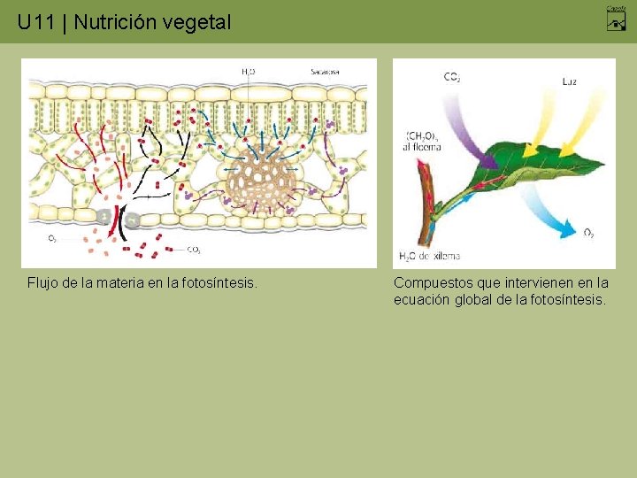 U 11 | Nutrición vegetal Flujo de la materia en la fotosíntesis. Compuestos que