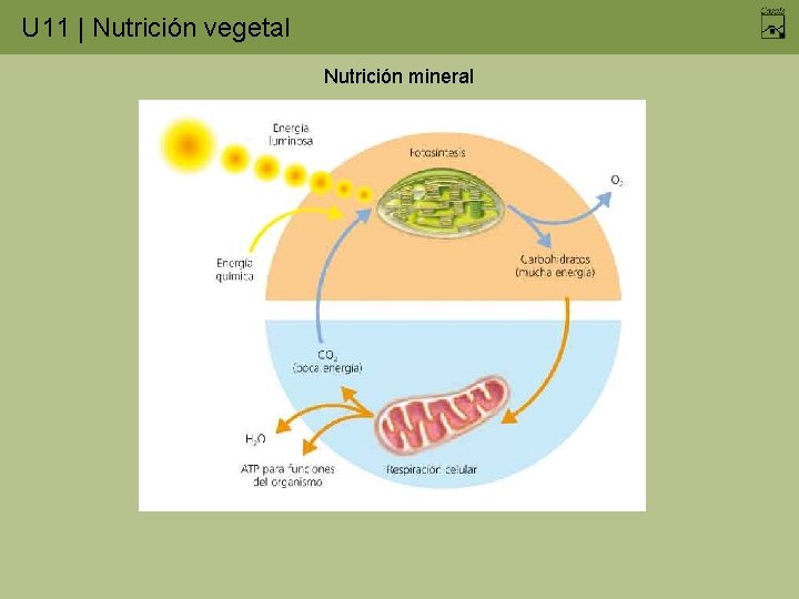 U 11 | Nutrición vegetal Nutrición mineral 