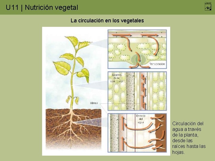 U 11 | Nutrición vegetal La circulación en los vegetales Circulación del agua a