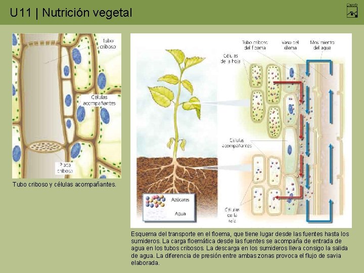 U 11 | Nutrición vegetal Tubo criboso y células acompañantes. Esquema del transporte en