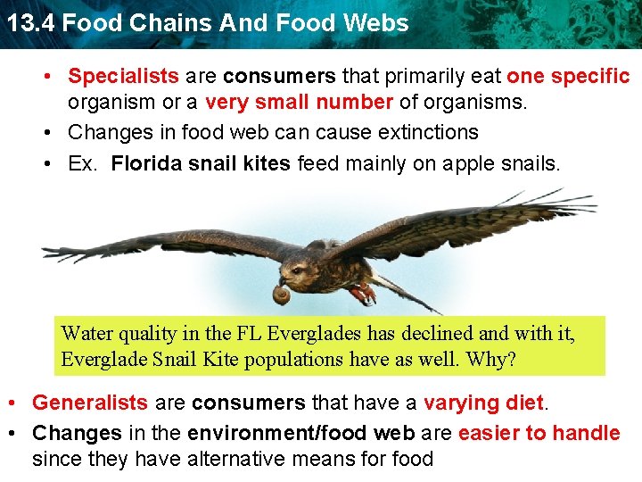 13. 4 Food Chains And Food Webs • Specialists are consumers that primarily eat