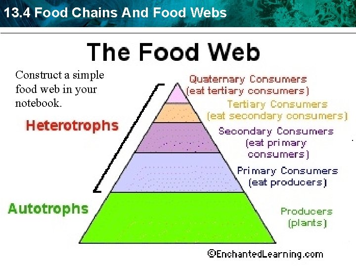 13. 4 Food Chains And Food Webs Construct a simple food web in your