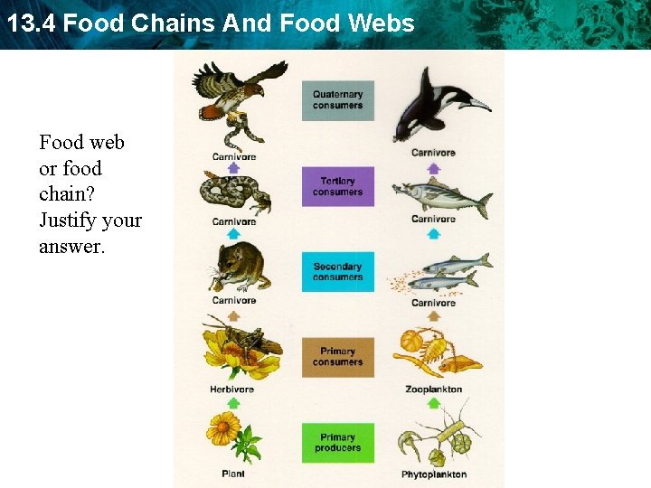 13. 4 Food Chains And Food Webs Food web or food chain? Justify your