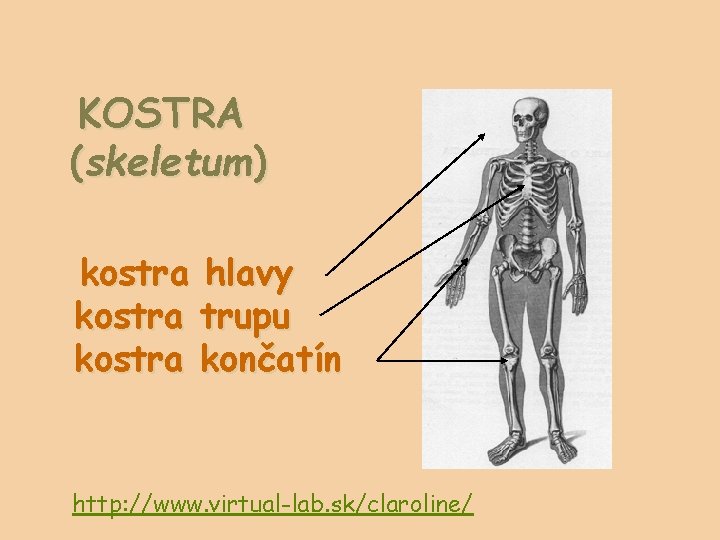 KOSTRA (skeletum) kostra hlavy kostra trupu kostra končatín http: //www. virtual-lab. sk/claroline/ 