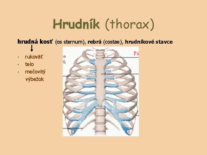 Hrudník (thorax) hrudná kosť (os sternum), rebrá (costae), hrudníkové stavce § § § rukoväť
