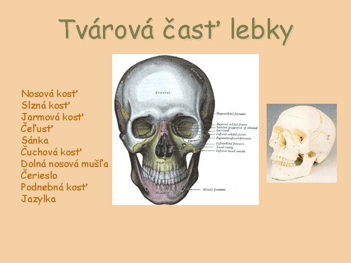 Tvárová časť lebky Nosová kosť Slzná kosť Jarmová kosť Čeľusť Sánka Čuchová kosť Dolná