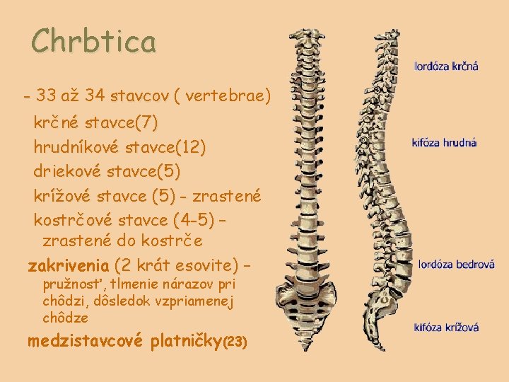 Chrbtica - 33 až 34 stavcov ( vertebrae) krčné stavce(7) hrudníkové stavce(12) driekové stavce(5)