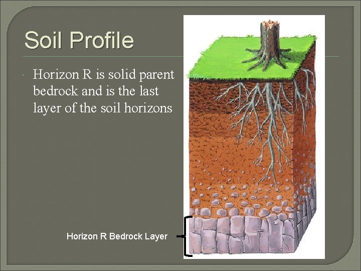 Soil Profile Horizon R is solid parent bedrock and is the last layer of
