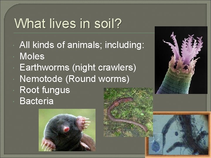 What lives in soil? All kinds of animals; including: Moles Earthworms (night crawlers) Nemotode