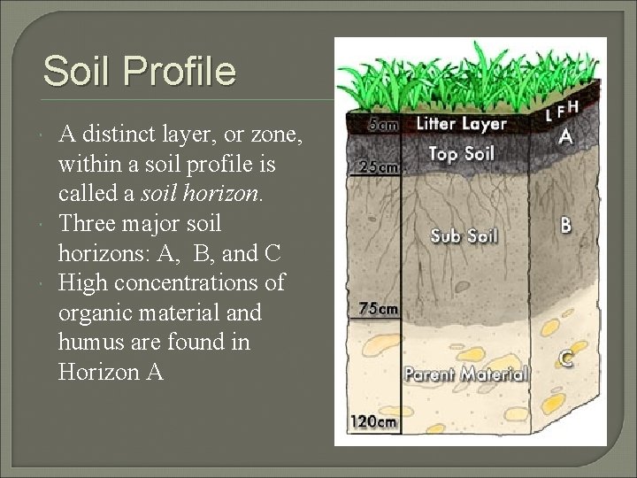 Soil Profile A distinct layer, or zone, within a soil profile is called a