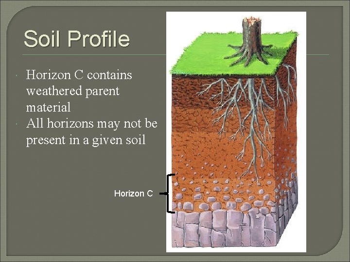 Soil Profile Horizon C contains weathered parent material All horizons may not be present