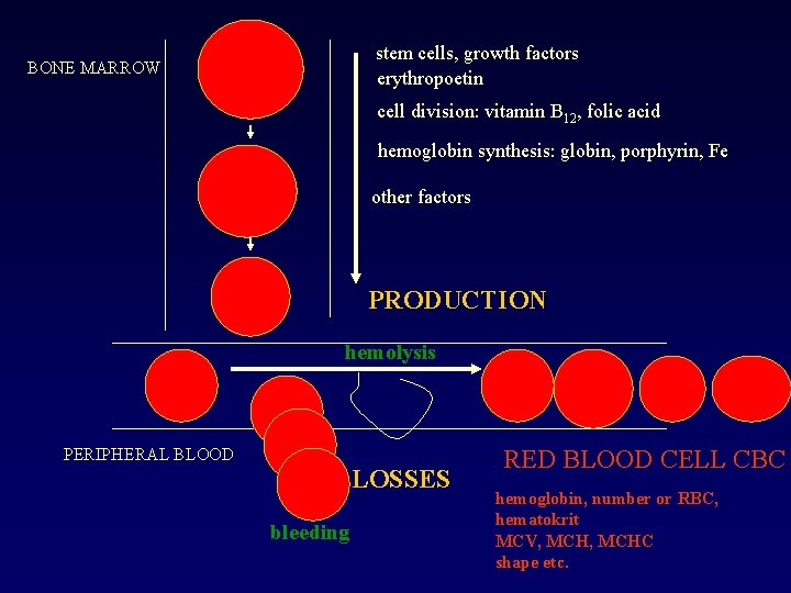 stem cells, growth factors erythropoetin BONE MARROW cell division: vitamin B 12, folic acid