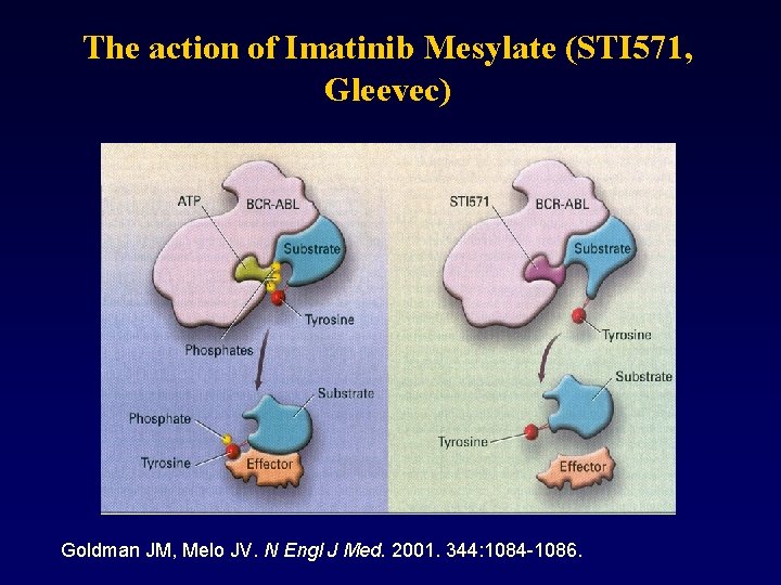 The action of Imatinib Mesylate (STI 571, Gleevec) Goldman JM, Melo JV. N Engl