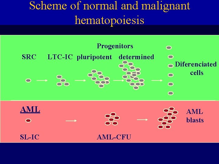 Scheme of normal and malignant hematopoiesis SRC Progenitors LTC-IC pluripotent determined AML SL-IC Diferenciated