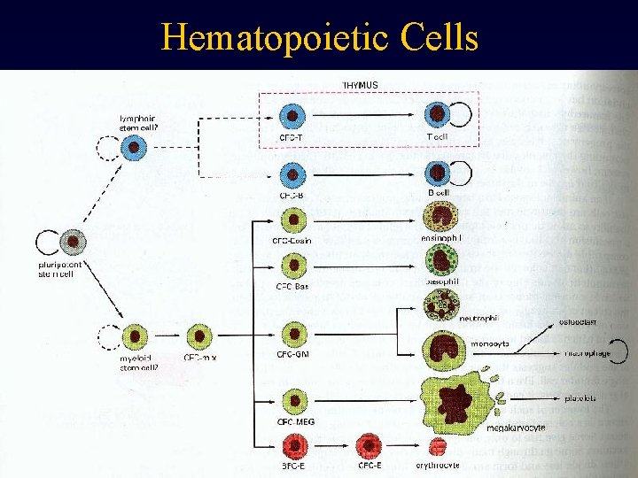 Hematopoietic Cells 