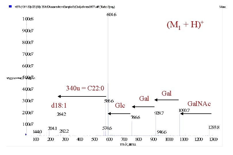 (M 1 + H)+ 340 u = C 22: 0 d 18: 1 Glc